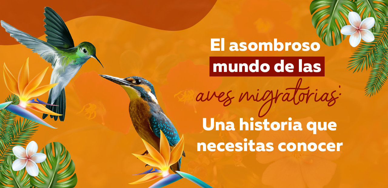 El asombroso mundo de las aves migratorias: Una historia que necesitas conocer