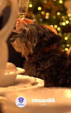 Campaña No a la Pólvora en Navidad: Protege a las Mascotas y Fomenta la Adopció