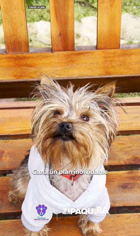 Vive un plan inolvidable y ayuda a la Fundación Narices y Huellas